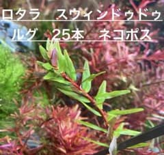 【レア増量中】ロタラspスウィンドゥドゥルグ 25本 ネコポスのサムネイル