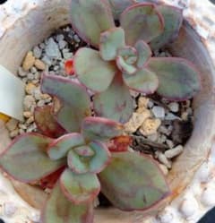 抜き苗 多肉植物 おらいさん苗 くまどりのサムネイル