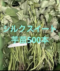 千葉県産シルクスイート芋苗500本 シルクスイート芋苗500本最終セール - メルカリ