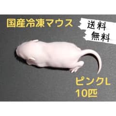 国産冷凍マウス ピンクL 10匹(送料無料一部地域発送不可) - メルカリ