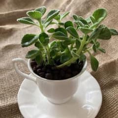 アロマティカス ハーブ 多肉植物のサムネイル
