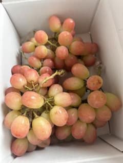 【家庭用・加工用】山梨県産 サンシャインレッド 約1.5kg（甘くて大人気！）のサムネイル