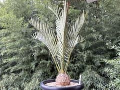 エンセファラルトス　プリンセプス　南アフリカ産　国内フラッシュ株 エンセファラルトス プリンセプス 南アフリカ産 国内フラッシュ株