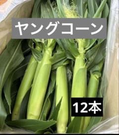 【ご注文後に収穫】おおもの　ヤングコーン　300本 66.【ご注文後に収穫】おおもの ヤングコーン 12本 - メルカリ