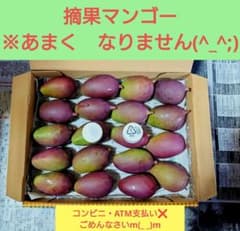 摘果マンゴー沖縄県産 箱込み約 1.1kg （48g〜59g） - メルカリ