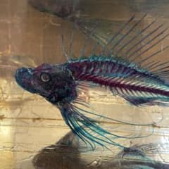 ミノカサゴ 標本 Pterois lunulata 約30cm ミノカサゴ 標本 Pterois lunulata 約30cm ミノカサゴ 標本 Pterois