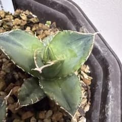 オテロイ実生 75サイズ - メルカリ