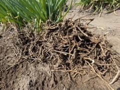茗荷・ミョウガ　地下茎　無農薬（ゆうパケットプラス箱いっぱい）のサムネイル