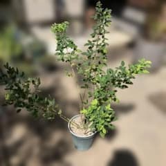 超良品。カツラ本株立ち2.4M(鉢底から)品番B | Shop at Mercari from