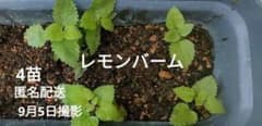 【レモンバーム 】〈4苗セット〉農薬不使用のサムネイル