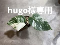 直接引き取り　　モンステラ　ボルシギアナ　斑入り　ホワイトタイガーのサムネイル