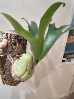 ビカクシダ エラワン（親株） ビカクシダ エラワン Platycerium erawan 子株つき コウモリラン