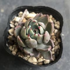 多肉植物 赤鬼 抜き苗 おらいさん苗 ミックスベリア② - メルカリ