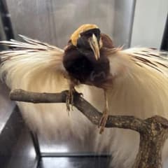 （風鳥）　（極楽鳥）　剥製　置物 風鳥） （極楽鳥） 剥製 置物 - メルカリ