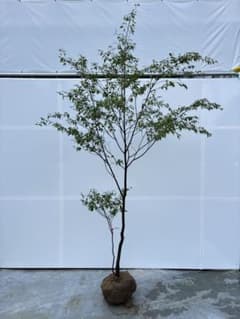 極上の単木株 山採り 特大の ハイノキ 株立 728 樹高2.6m位 高級樹
