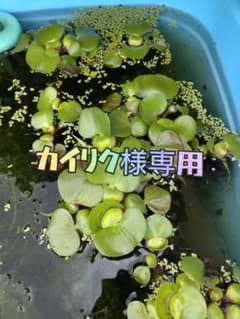 カイリク様専用　3株　500円のサムネイル