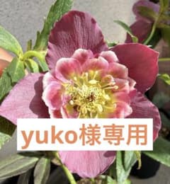 yuko　クリスマスローズ　種子 yuko様専用 クリスマスローズ種子 - メルカリ