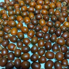 どんぐり100個のサムネイル
