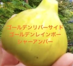 イチジク穂木　ゴールデンレインボー＊ゴールデンリバーサイド＊シャーアンバーのサムネイル