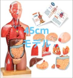 新品 KIYOMARU 45cm 解剖人体模型 ソフトな質感で16分解 理学療法