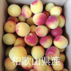 完熟梅　和歌山県産　紀州南高梅　4キロのサムネイル