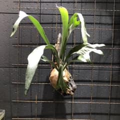 ビカクシダ ビフルカツム　親株サイズのサムネイル