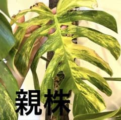 モンステラ デリシオーサ イエローマリリン 茎 黄斑入り - メルカリ