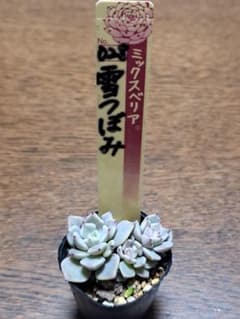 ☆雪つぼみ☆ミックスベリア☆おらいさん苗☆第4種郵便☆月曜日発送