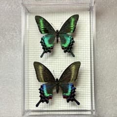 蝶標本 美麗ミヤマカラスアゲハ 春型♂♀ クリアケース入 飼育品