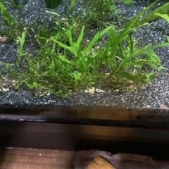 ミクロソリウムトライデントのサムネイル