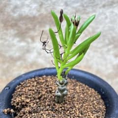 セール】チレコドン ニグリカウリス No.002 鉢、送料込 メルカリ便