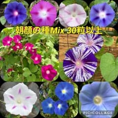 朝顔の種 3種類ミックス 朝顔の種ミックス - メルカリ