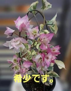ブーゲンビリアNo920 中型鉢 ピンク・ホワイト　らくらくメルカリ便発送‼️ ブーゲンビリアNo920 中型鉢 ピンク・ホワイト らくらくメルカリ便発送