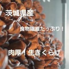 [시험 500g] [이바라키 현산 갓 얻은 신선한] 특선 두꺼운! 생생한 무농약