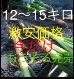 無農薬深谷ネギ12ー15キロ激安価格大根サービスのサムネイル