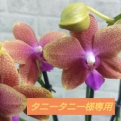 ミディ⭐️希少⭐️胡蝶蘭ボルゲリ ①3株 - メルカリ