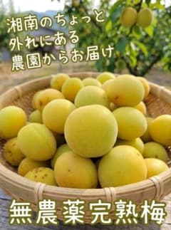 ⑯ 梅 完熟梅 2kg 訳あり 無農薬のサムネイル