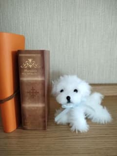 マルチーズ モールアート モールドールぬいぐるみ ハンドメイド 犬のサムネイル