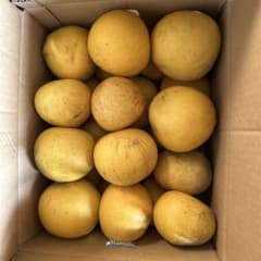 無農薬 パール柑 家庭用 約10kg 大玉・中玉混合　熊本産のサムネイル