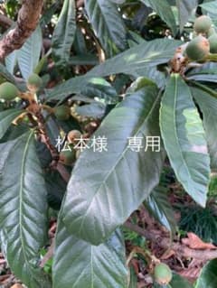 松本様　専用　60サイズのサムネイル
