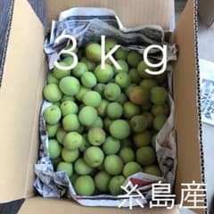 青梅 無農薬　３ｋｇのサムネイル