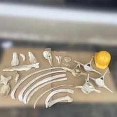 クジラ骨　まとめ売りのサムネイル
