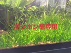 ポンポン様専用　チェーンサジタリア40株のサムネイル