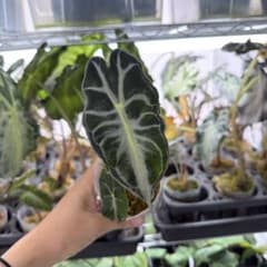アロカシア ヴェノム Alocasia 'Venom' 管理番号18 アロカシア ヴェノム Alocasia 'Venom' 管理番号s108 - メルカリ