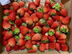 佐賀のいちごさん、秀品小粒1kg全込みのサムネイル