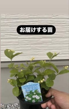 マツリカは、ジャスミンのサムネイル