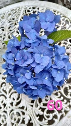 ☆60黒軸紫陽花☆ゼブラ☆ブルー✩挿し穂☆2本☆希少✩レア✩ - メルカリ