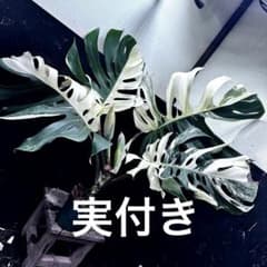 斑入りモンステラホワイトタイガー実付き大株高さ71㎝レア極美 - メルカリ