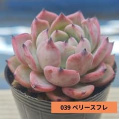 ミックスベリア ベリースフレ 抜き苗 おらいさん 多肉植物 - メルカリ