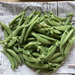 野菜スナップエンドウのサムネイル